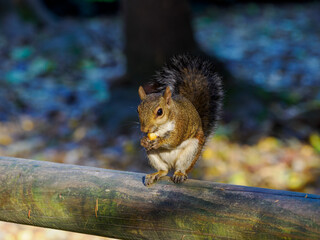 Autumn at Parco Sempione, Milan: a squirrel
