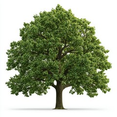 Lush Green Tree Isolated on White Background