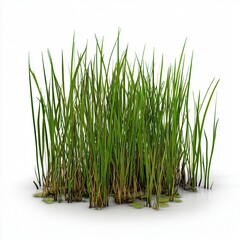 Lush Green Grass Clump on White Background