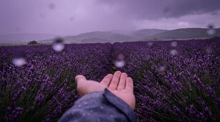 An open hand is reaching out to the falling rain, with a scenic backdrop of a beautiful purple lavender field. Capturing the sense of touch.