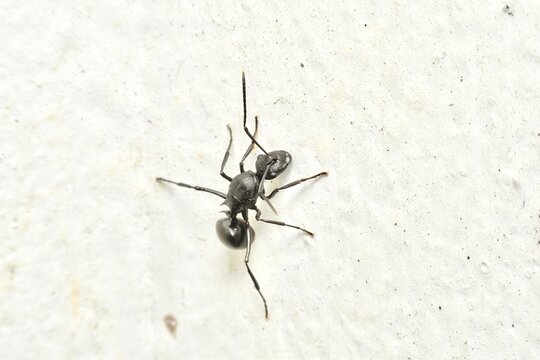 This high-resolution macro photograph features a solitary black ant (Polyrhachis) meticulously captured against a stark, textured white background.