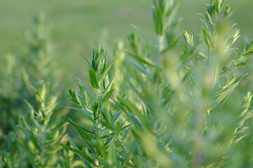 Obraz premium Wilder Estragon