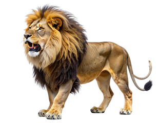 Fototapeta premium Majestic lion