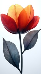 Luminous Red and Orange Tulip Flower with Veined Leaves blossom bloom photo