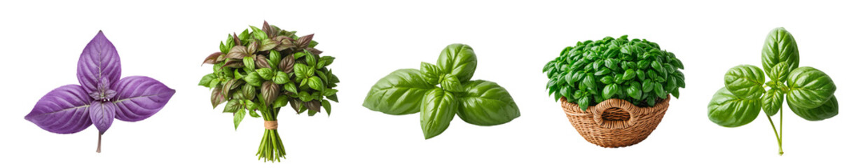 Fototapeta premium Fresh raw basil isolated on a transparent background