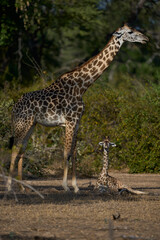 Obraz premium Young Thornicroft giraffe (Giraffa camelopardalis thornicrofti) in South Luangwa National Park, Zambia