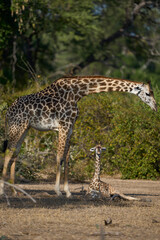 Obraz premium Young Thornicroft giraffe (Giraffa camelopardalis thornicrofti) in South Luangwa National Park, Zambia