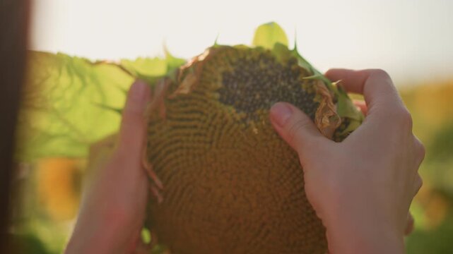 closeup hands holding sunflower head under warm sunlight, gently probing seed pattern, inspecting ripeness and texture, soft golden backlight, field atmosphere, rustic summer mood
