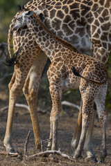Obraz premium Young Thornicroft giraffe (Giraffa camelopardalis thornicrofti) in South Luangwa National Park, Zambia