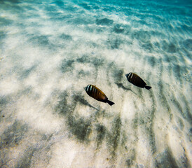 Pair of colorful Sergeant Major fish swims above sandy seabed in tropical underwater paradise. Black and white stripes, yellow fins, coral reef, scuba diving, underwater world, ocean life. © Jaroslava