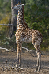 Obraz premium Young Thornicroft giraffe (Giraffa camelopardalis thornicrofti) in South Luangwa National Park, Zambia