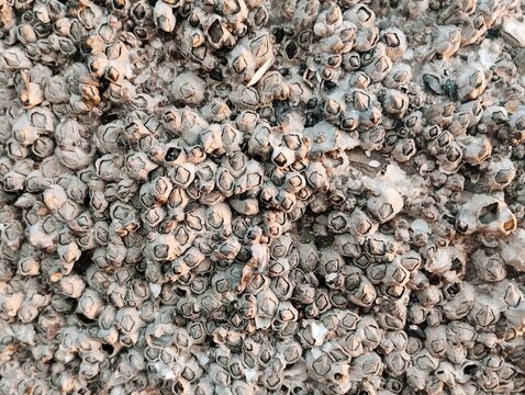 Acorn barnacles and oyster shells tightly clustered on a coastal rock surface, showcasing natural intertidal marine textures and rugged aquatic life patterns.
