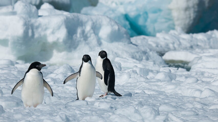 Obraz premium penguins on ice