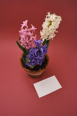 pot of hyacinth flowers with empty card 