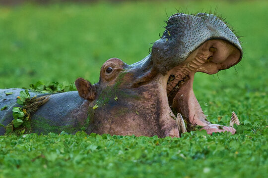 Hippopotamus (Hippopotamus amphibius) in a lagoon in South Luangwa National Park, Zambia
