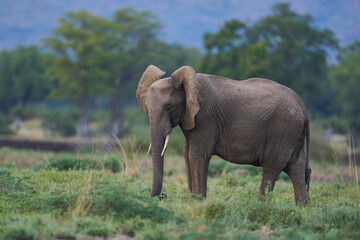 Fototapeta premium African Elephant (Loxodonta africana) in South Luangwa National Park, Zambia