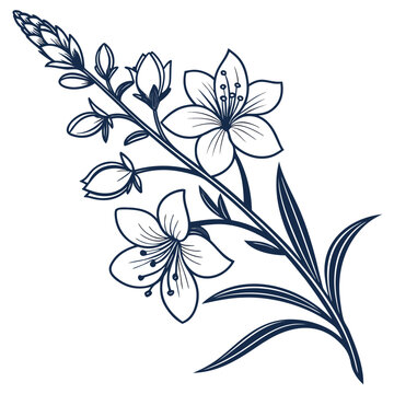 speedwell flower line art on white background