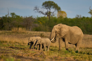 Obraz premium Herd of African Elephant (Loxodonta africana) with young in South Luangwa National Park, Zambia