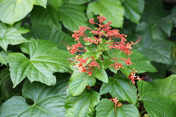 The pagoda plant is grown in gardens. The pagoda flower blooms in large clusters at ends of branches, arranged in layers like tiered umbrella, Orange-red in color. Leaves are simple, broadly ovate .

