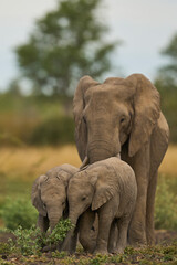 Obraz premium Herd of African Elephant (Loxodonta africana) with young in South Luangwa National Park, Zambia