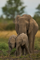 Obraz premium Herd of African Elephant (Loxodonta africana) with young in South Luangwa National Park, Zambia