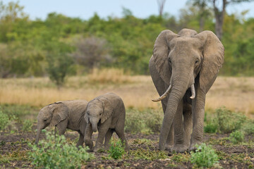 Obraz premium Herd of African Elephant (Loxodonta africana) with young in South Luangwa National Park, Zambia