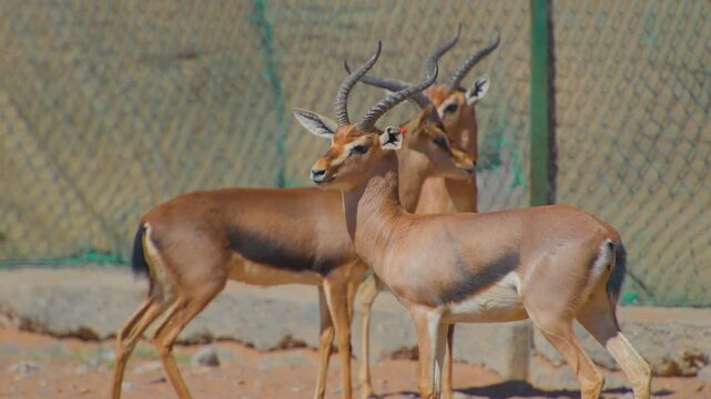 Footage of a small herd of wild Arabian gazelles (Gazella arabica) standing in their natural desert environment near the oasis of Wadi Bani Khalid in Oman.