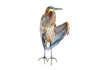 Great Blue Heron (Ardea herodias) Photo, Sunning Itself, on a Isolated Transparent PNG Background