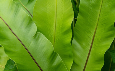 Close Up Bird Nest Fern Leaf Texture - Asplenium Nidus