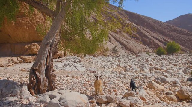 Footage capturing the arid, rocky landscape of Wadi Bani Khalid in Oman, one of the most famous wadis in the Sultanate known for its permanent water flow and large pools