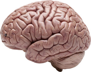 Realistic human brain model showing lobes and anatomy isolated on white background ideal for medical science education neurology and psychology concepts.