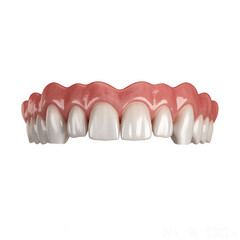 Fototapeta premium Vampire fangs attached to gums and teeth, a realistic spooky dental prosthesis for Halloween or costume parties