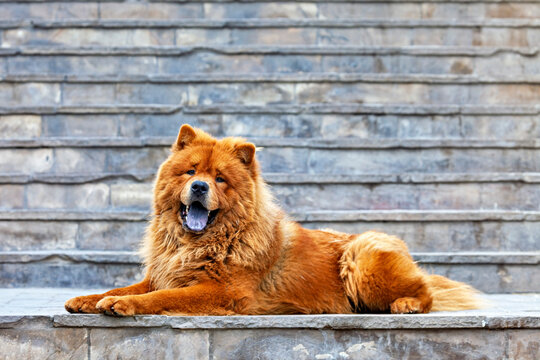 A Chow Chow dog