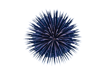 Breathtaking deep blue and silver fireworks explosion, intricate fanning trails and shimmering particles, isolated on transparent studio background with copy space, concept of festive celebration.
