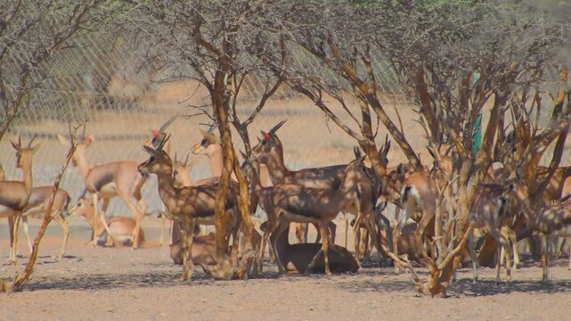 Footage of a group of Arabian gazelles (Gazella arabica) standing and resting under thorny trees in a dry, sandy environment near the Wadi Bani Khalid oasis in Oman