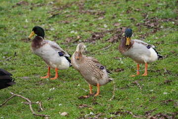 Group of Indian Runner ducks on meadow at Swiss organic farm on a foggy winter day. Photo taken December 23rd, 2025, Zurich, Switzerland.