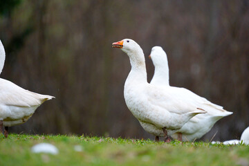 Flock of white geese on meadow at Swiss city of Z&uuml;rich on a foggy winter day. Photo taken December 23rd, 2025, Zurich, Switzerland.