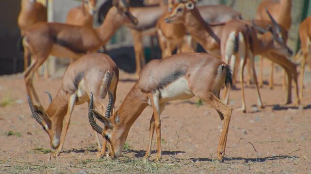 High-quality footage of a herd of wild Arabian sand gazelles (Gazella marica) grazing on sparse vegetation in the dry, sandy environment of Wadi Bani Khalid, Oman.