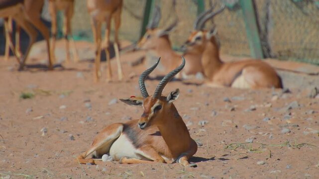 Footage capturing a group of Arabian gazelles (Gazella arabica) resting on the dry, sandy ground, possibly within a conservation reserve near Wadi Bani Khalid in Oman.