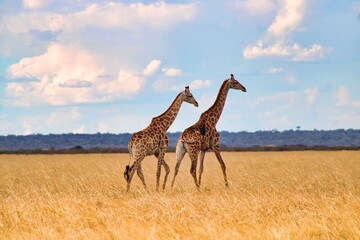 Herd of giraffes wandering through the open wilderness in Etosha Nationalpark in Namibia  © been.there.recently