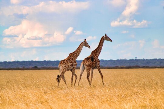 Herd of giraffes wandering through the open wilderness in Etosha Nationalpark in Namibia 