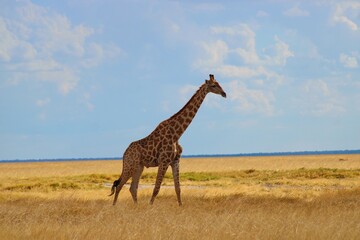 Obraz premium Herd of giraffes wandering through the open wilderness in Etosha Nationalpark in Namibia 