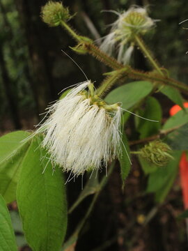 White flowers of Inga sp. observed in the rainforest
