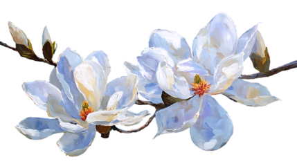 White magnolia flowers on a branch with buds isolated on a transparent background black background