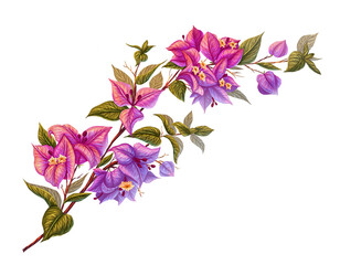 Tropical illustration with bougainvillea flower. Botanical print with a delicate branch of an exotic plant. Floral decoration for cards, invitations
