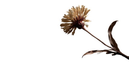 Wilted beige flower with brown center and leaves isolated on a transparent background wilted flower beige petals