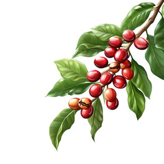 "Coffee Plant Branch with Ripe Cherries isolated on transparent background"