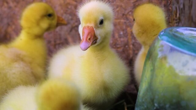 Funny small bright  yellow goslings on the green grass