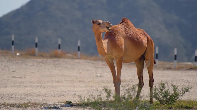 A single dromedary camel stands on a dirt track, with a backdrop of a dry, mountainous region in Oman, near the famous Wadi Bani Khalid area. The scene captures the natural environment and wildlife of