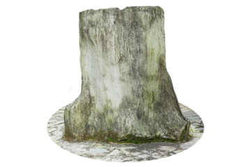 Isolated Artificial Tree Trunk Made of Cement Concrete Texture